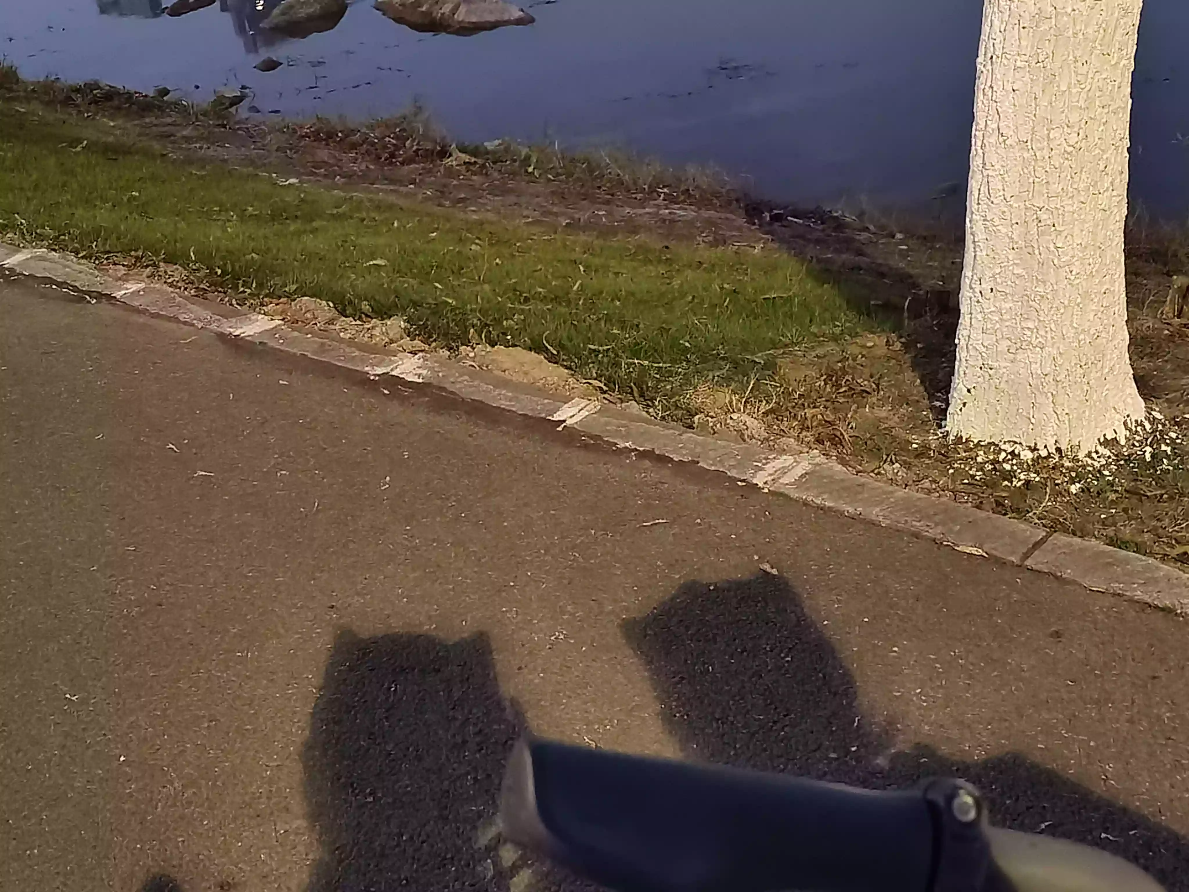 其实我真的是猫娘_